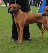 Rhodesian Ridgeback Gaius Champion